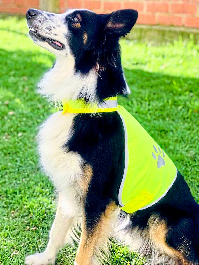 Stretchy Hi-Vis Safety Vest For Dogs Buenos Aires